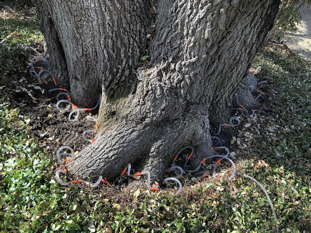 Detailed Tree Cabling and Bracing job site in Dimondale