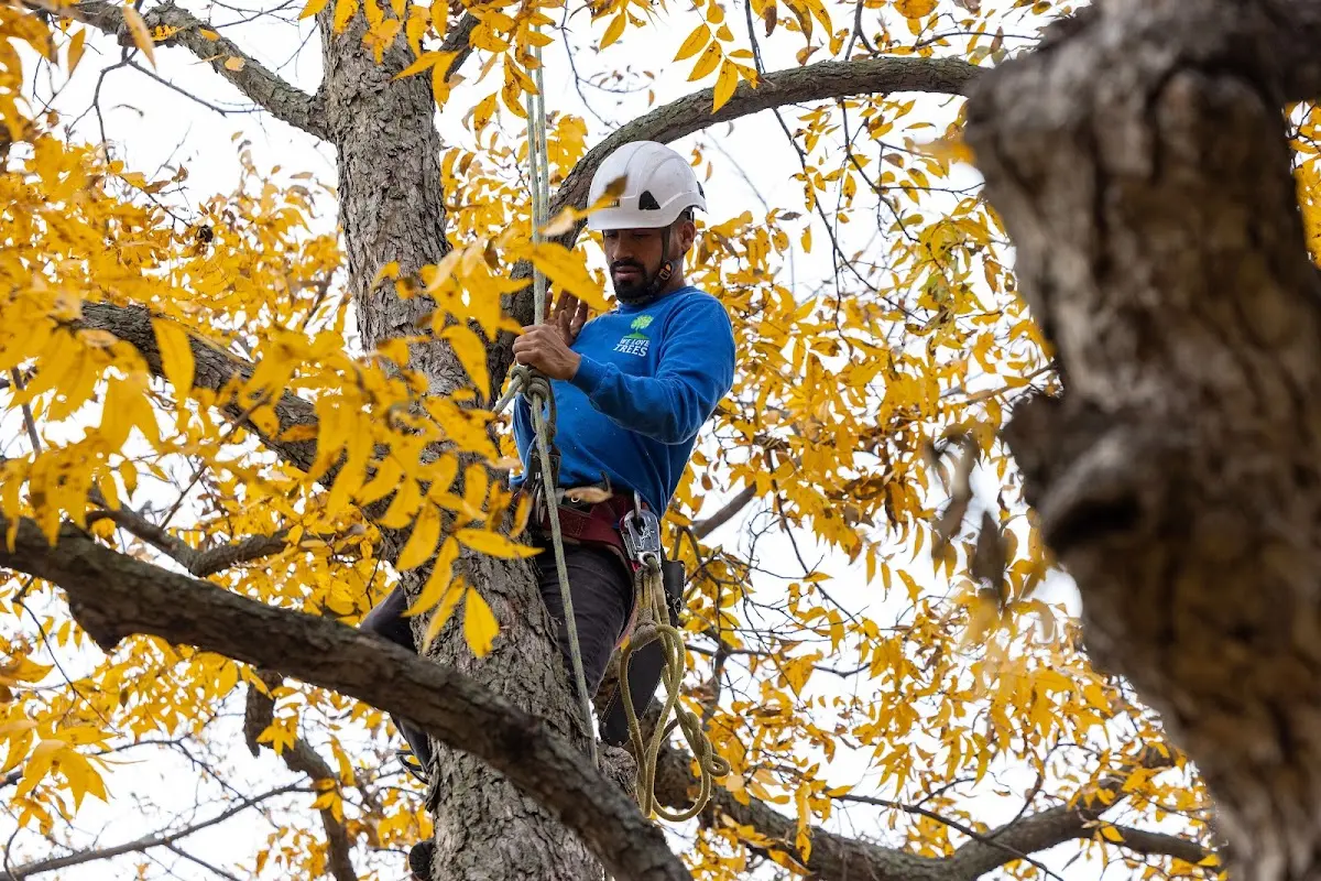 Skilled Tree Transplanting crew working in Dimondale